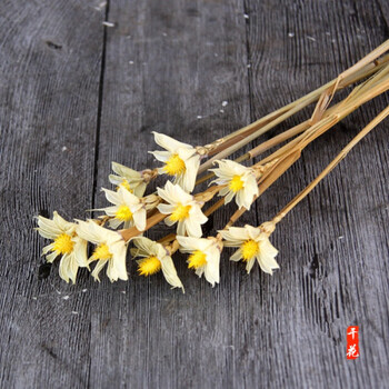 花亦秀 【文心兰】天然手工艺术干花家饰花室内插花摆件清新小雏菊