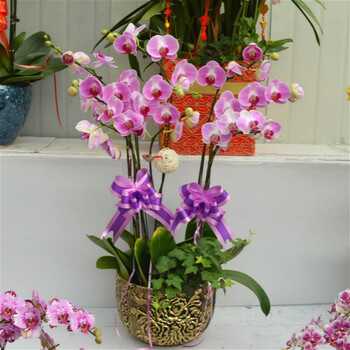 室内花卉盆栽蝴蝶兰办公室高端兰花植物开业乔迁送礼上海送货 粉色 带