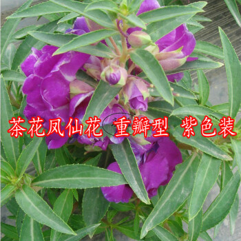 永赐重瓣凤仙花种子茶花凤仙芳香花卉四季播种染指甲花盆栽阳台庭院茶花凤仙花种子紫色重瓣凤仙花种子约0粒间包装 图片价格品牌报价 京东