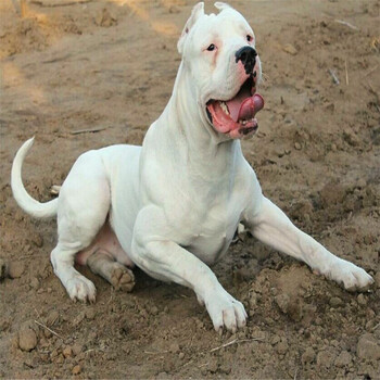 阿根廷双血系白色杜高犬小幼崽 打猎犬杜高宠物狗狗大型杜高小狗狩猎