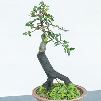 金弹子盆景清仓古桩盆景树桩 下山桩金蛋子盆景母桩低价盆景