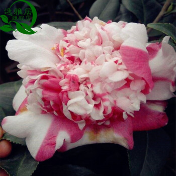 山茶花树苗带花苞 茶花基地直销 当年开花苗 年宵花卉 埃及艳后 8年