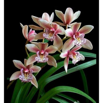 花明柳媚兰花苗下山蕙兰 超划算绿植盆栽 新芽美苗 正在开花 速度哦