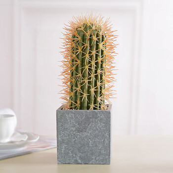 创意真多肉仙人掌小盆景桌面小摆件热带办公家居装 大号方盆茶柱