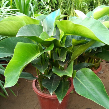 花明柳媚室内客厅观叶植物大金钻蔓绿绒吸绿植植物 盆栽花卉 金钻 含