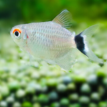 鱼官儿灯鱼活体淡水鱼热带鱼宝莲灯观赏鱼草缸小型灯科鱼球银屏10条