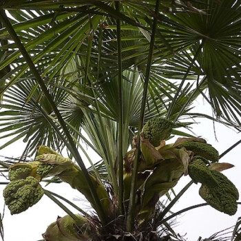 花明柳媚蒲葵樹苗 金山棕竹耙樹扇子樹樹陽臺庭院盆栽綠植 總高80cm無