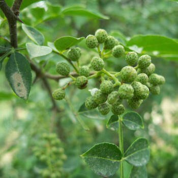 大红袍九叶青花椒树麻椒树苗 食用大花椒 盆栽地栽绿植 当年结果 竹叶