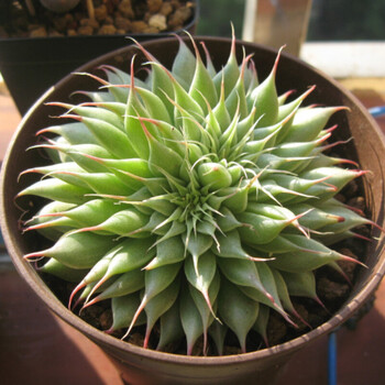 多肉植物 粉月影 多肉组合盆栽 办公室阳台园艺萌肉肉满 银星5cm左右