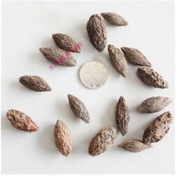 新采橄榄种子 油橄榄种子 齐墩果种子 橄榄果种子 250克