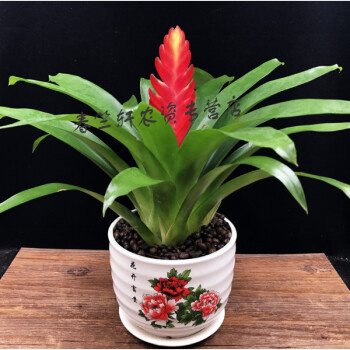 当头盆栽植物盆景 办公室客厅室内绿植 阳台花卉 玉扇【花开富贵 含