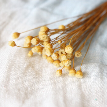 花材 干花 快乐花 纽扣花风干花diy花艺制作材料小花材 快乐花原色5枝