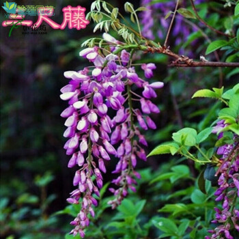 花紫藤花苗爬藤植物紫藤紫藤萝 紫藤树苗绿植盆栽花卉 玉碎藤 三尺藤