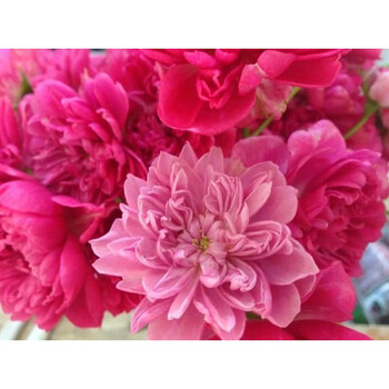 qianiu【】月季 日月 厝v16盆栽中苗