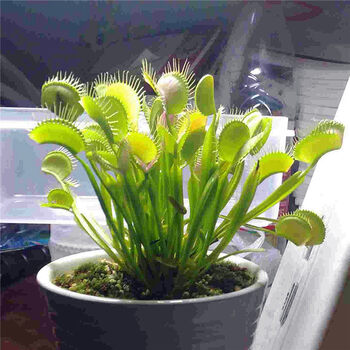 食虫植物茅膏菜猪笼草食人花室内驱蚊植物阳台盆栽驱蚊草夏之燕花市捕蝇草含盆 图片价格品牌报价 京东