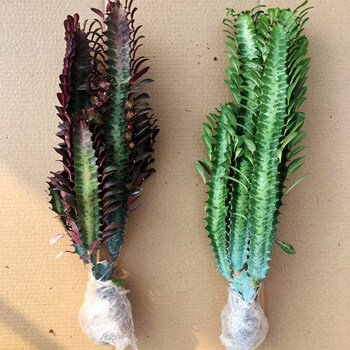 龙骨植物花卉盆栽三角霸王鞭紫青色龙骨仙人多肉吸甲醛紫龙骨3 5分叉不含盆 图片价格品牌报价 京东