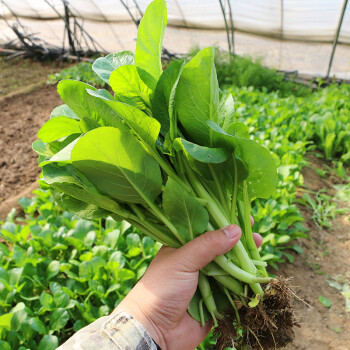 密农人家 新鲜菜心 菜苔农家菜尖绿菜苔 新鲜蔬菜 小青菜新鲜小菜心