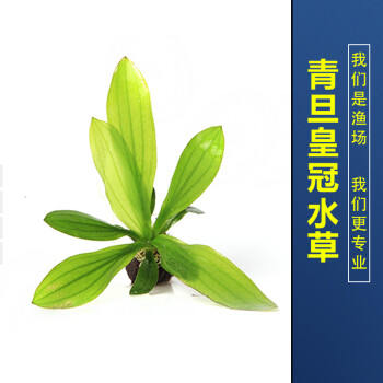 铁皇冠鹿角铁阴性草中后景造景真水草活体水草 水草活体 小青旦皇冠