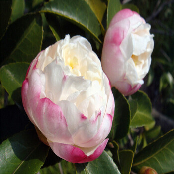茶花树苗四季绿植花卉观花植物庭院客厅阳台盆栽植物六角大红 美琳达