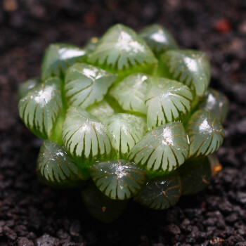 姬玉露玉露正宗多肉 雨露多肉植物盆栽花卉辦公桌室內綠植組合 3顆姬