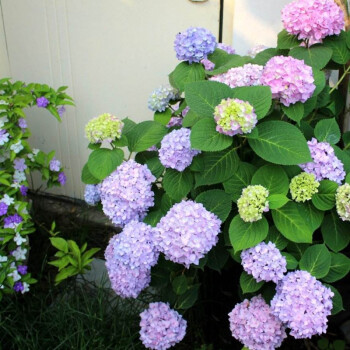 qianiu 新品繡球銀河萬華鏡花手鞠你我的一起無盡夏八仙花 無盡夏小苗