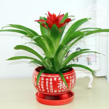 植物水培盆栽小红星鸿运当头凤梨四季开花盆栽办公室桌面盆景花卉红福字陶瓷鸿运当头 图片价格品牌报价 京东