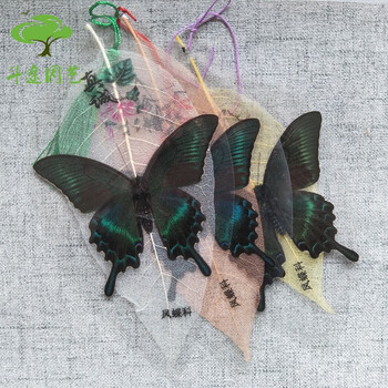 真蝴蝶标本叶脉书签 手工制作 送老师同学生日礼物教学用品 碧凤蝶