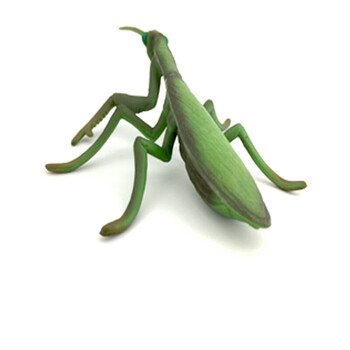 仿真模型昆虫 蜜蜂蚂蚁蝴蝶螳螂蜻蜓蜘蛛早教动物玩具 大螳螂