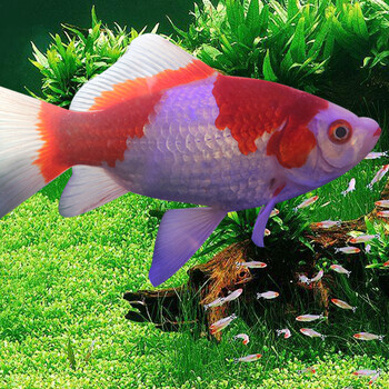 观赏鱼金鱼活体冷水鱼宠物鱼活体水族箱养鱼 草金鱼(颜色品种随机5条)