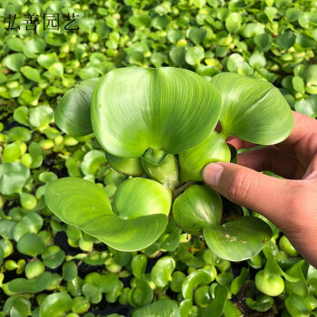 Qcdd 水葫芦水生植物水草种子苗养殖浮萍水培金鱼虾草污水水质水葫芦苗10颗 图片价格品牌报价 京东