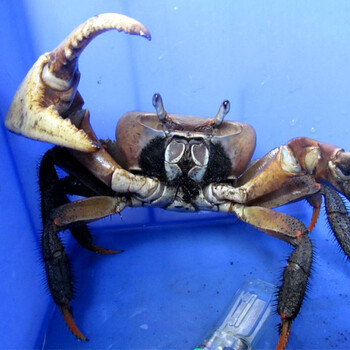 陆生淡水凶狠圆轴蟹4-9cm以内观赏蟹两栖爬行类两只 8-9cm