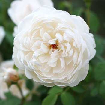 盆栽花卉植物 欧月 格拉米城堡glamis castle 灌木 白色多头花量超多