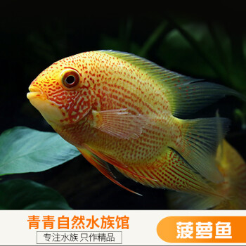 菠蘿魚噴點菠蘿魚大型魚熱帶觀賞魚寵物魚淡水魚龍魚配魚 噴點菠蘿魚