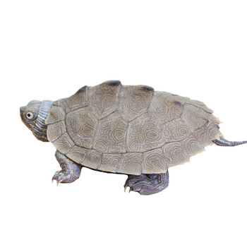 地图龟苗 密西西比小地图龟小乌龟活体宠物水龟观赏龟深水龟171222