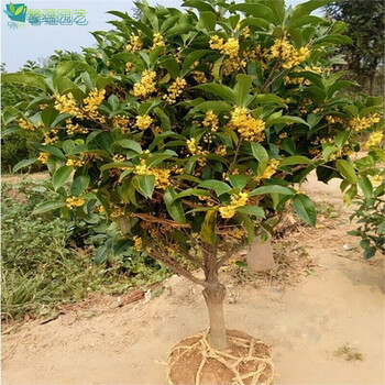 嫁接金桂花树苗四季桂浓香型月桂树苗桂花树苗八月桂盆栽8年苗4厘米粗品种备注不含盆 图片价格品牌报价 京东