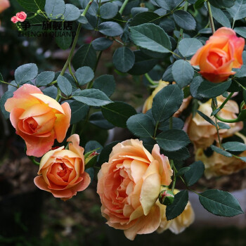 遊行龍沙寶石爬藤月季濃香大花藤本月季花苗薔薇四季開花 夏洛特夫人