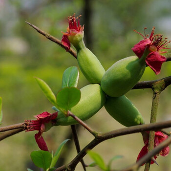 新品降龙 青木瓜香椿木瓜苗庭院阳台植物苗木耐寒南北方适合 川木瓜