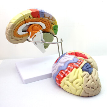 ENOVO颐诺医学 人体大脑解剖模型 大脑皮层躯体运动 人体心理教学模型 大脑解剖模型 躯干四肢皮质