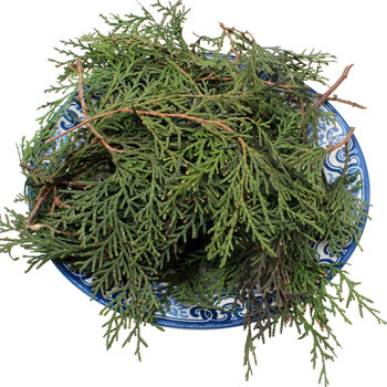 新鲜侧柏叶 5斤 秦岭扁 柏叶 植物 现摘