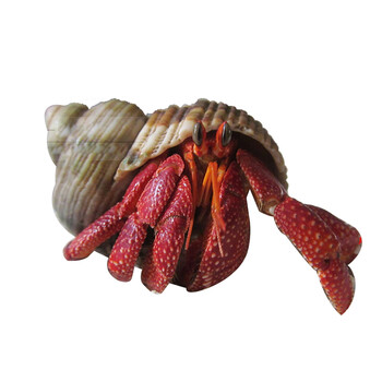 陆地淡水寄居蟹观赏蟹螃蟹草莓寄居蟹微型宠物