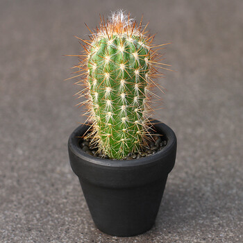 仙人柱仙人掌仙人球量天尺蓝衣柱龙神木多肉植物组合盆栽 青衣柱 单头