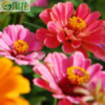 花卉种子价格