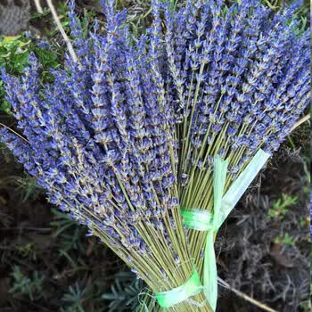 薰衣草干花束永生花家居客厅装饰做礼盒然干花真花 英国蓝半斤 太空蓝