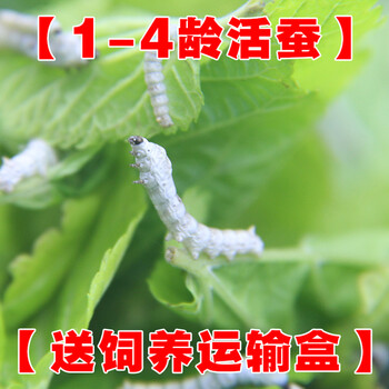 卓盛花卉蚕宝宝蚁蚕一龄蚕二龄蚕三龄蚕四龄蚕送新鲜桑叶运输饲养盒运输包活普通二龄蚕30条 图片价格品牌报价 京东