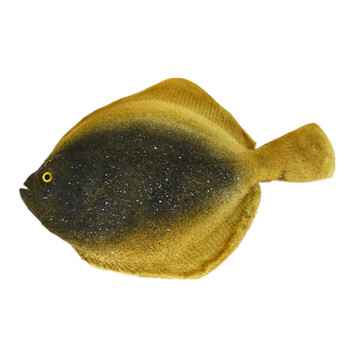 仿真鱼模型 假鱼秋刀鱼多宝鱼海洋动物大头鱼草鱼摄影装饰道具 多宝鱼