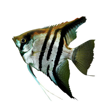 埃及秘鲁三色熊猫燕鱼红蓝魔鬼观赏鱼活体水族活体鱼 白神仙2-3cm1条