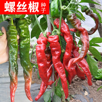 朝天椒种子辣椒春夏秋冬四季小米高产超辣特大盆栽苗蔬菜 螺丝椒苗20