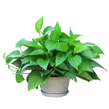 花伴水小绿萝吊兰绿植盆栽净化空气吸甲醛植物办公室居家常用深圳专车