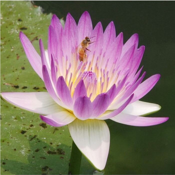 20颗碗莲种子礼包 水生植物迷你荷花种子套装