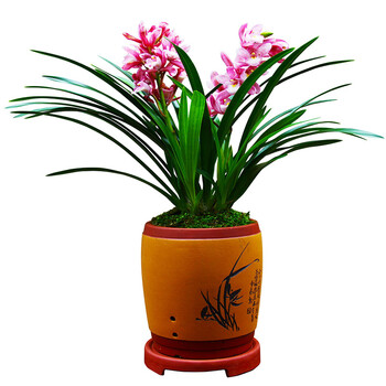 矮种清香型兰花苗四季兰建兰花盆栽室内花卉绿植好养_ 9折现价24元
